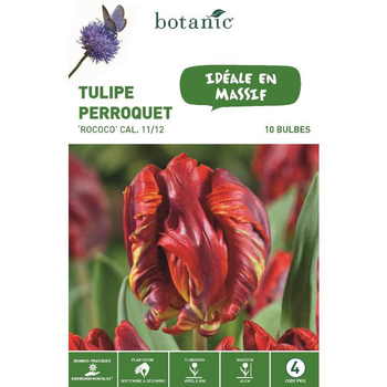 Visuel 1 du produit Tulipe Perroquet Rococo rouge botanic® - 10 bulbes