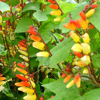 Visuel 1 du produit Plume d’indien ou Mina lobata - Le pot Théo de 4,5 litres