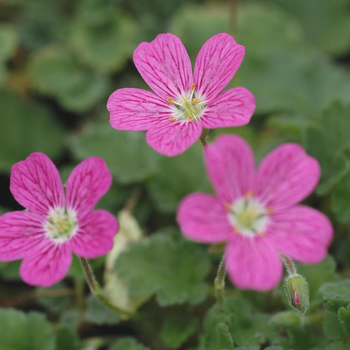 Visuel 1 du produit Erodium bishop’s form rose en pot de 2 L
