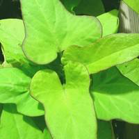 Visuel 1 du produit Ipomée à feuillage décoratif - Le pot de 10.5 cm