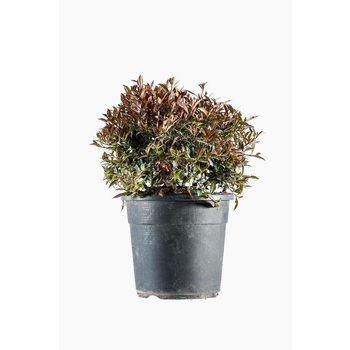 Visuel 1 du produit Eugenia Christmas Bush en pot de 9 L vert