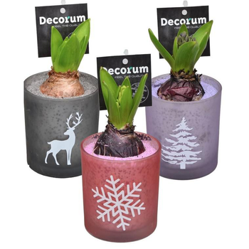 Visuel 1 du produit Jacinthe coloris varié en pot déco de 9 cm