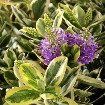 Visuel 1 du produit Hebe Classica Golden Katrina - Le pot de 12 cm