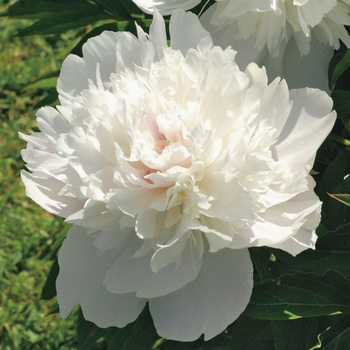Visuel 1 du produit Pivoine Noémie Demay - Le pot de 2 litres