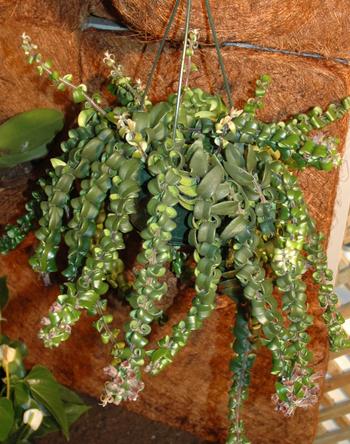 Visuel 1 du produit Aeschynanthus. La suspension de Ø 20 cm