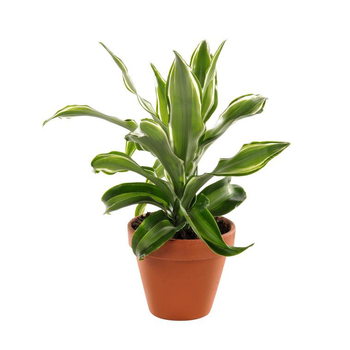 Visuel 1 du produit Plante à coupe variété au choix en pot en terre Ø 9 cm