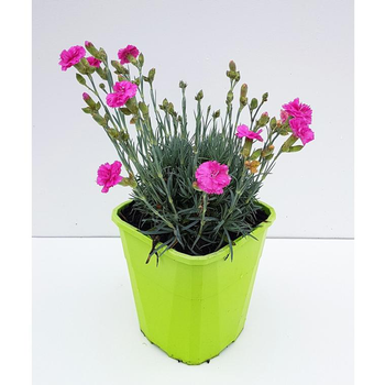 Visuel 1 du produit Dianthus Sensation Tickled Pink - Le pot de 4 litres
