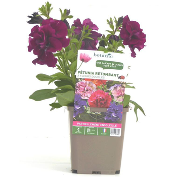Visuel 1 du produit Pétunia retombant double - Le pot de 9 x 9 cm