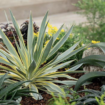 Visuel 1 du produit Yucca Panaché 'Citrus Twist' - Le pot de 4 litres