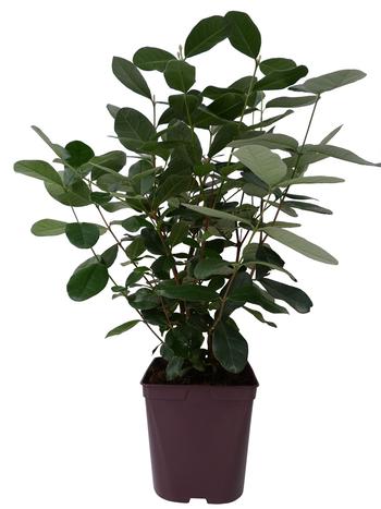 Visuel 1 du produit Feijoa Sellowiana. Le pot de 3 litres