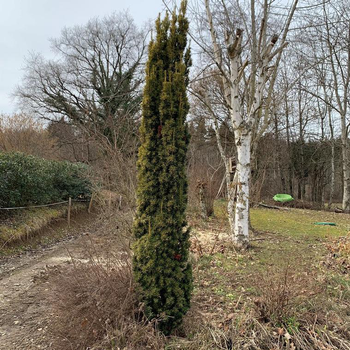 Visuel 1 du produit If doré (Taxus Baccata Fastigiata Aurea) 40/50. Le pot de 3 litres