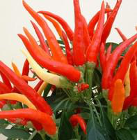 Visuel 1 du produit Piment décoratif - Le pot de 1 litre