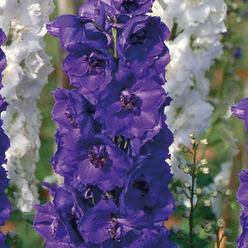 Visuel 1 du produit Pied D'Alouette violet-noir - Le pot de 9 x 9 cm