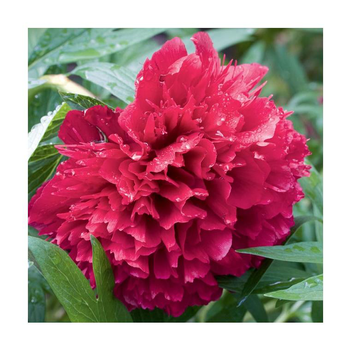 Visuel 1 du produit Pivoine Victoire de la Marne - Le pot de 2 litres