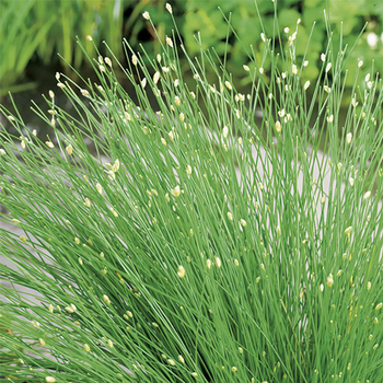 Visuel 1 du produit Scirpus cernuus pot de 3 litres