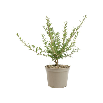 Visuel 1 du produit Ligustrum vulgare – 3 L
