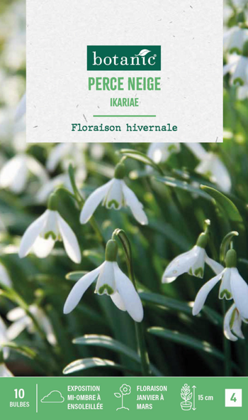 Visuel 1 du produit Perce neige ikariae botanic® - 10 bulbes