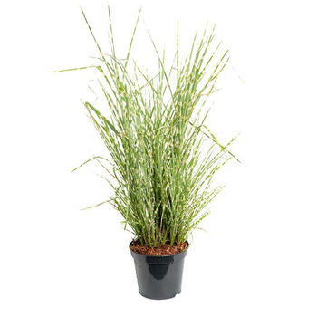 Visuel 1 du produit Miscanthus Sinensis Zebrinus - Le pot de 3 litres