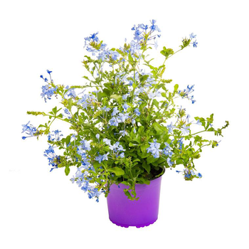 Visuel 1 du produit Dentelaire du Cap ou Plumbago bleu. Le pot de 3 litres
