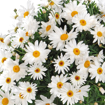 Visuel 1 du produit Anthemis Buisson Grande Daisy. Le pot de 19 cm