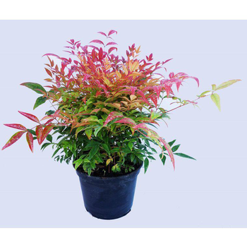 Visuel 1 du produit Bambou céleste Gulf Stream touffe 20/25. Le pot de 3 litres