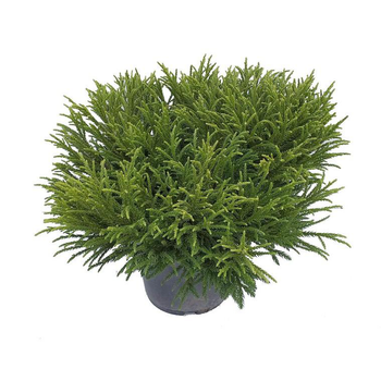 Visuel 1 du produit Cèdre du Japon Little Champion 30/40. Le pot de 5 litres