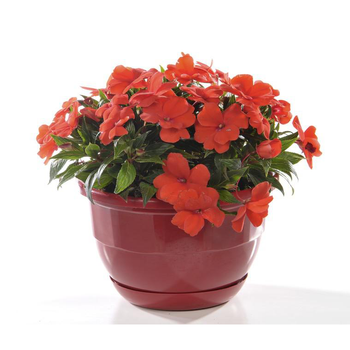 Visuel 1 du produit Impatiens de Nouvelle Guinée - La coupe de 25 cm