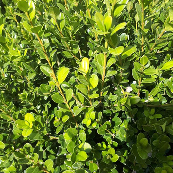 Visuel 1 du produit Buxus Sempervirens ou Buis Boule 30/40 cm en pot déco de 10 L