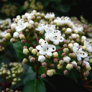 Visuel 1 du produit Laurier-tin (Viburnum Tinus) Eve Price boule. Le pot de 45 litres