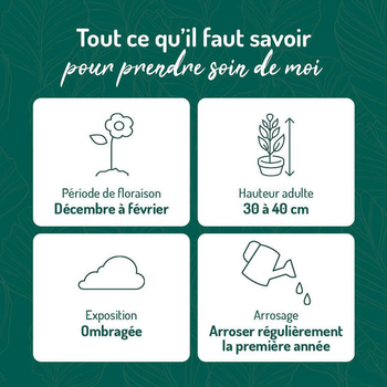 Visuel 1 du produit Rose de Noel blanche - Le pot de 9 x 9 cm