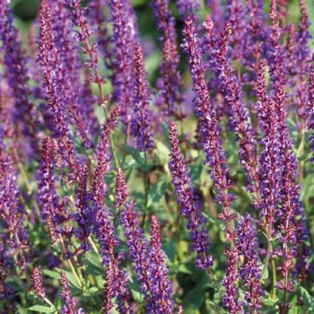 Visuel 1 du produit Sauge Superba bleue - Le pot de 9 x 9 cm