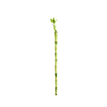 Visuel 1 du produit Canne chinoise Lucky Bamboo droit. Le pot de 70 cm