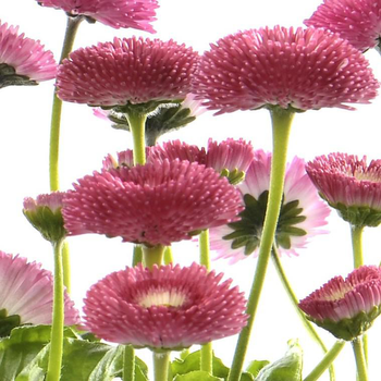 Visuel 1 du produit Pâquerette - Le pot de 1 litre