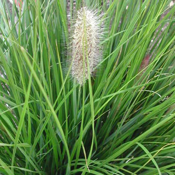 Visuel 1 du produit Pennisetum aux écouvillons Hameln - Le pot de 1 litre