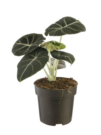 Visuel 1 du produit Alocasia Black Velvet vert. Le pot Ø 14 cm