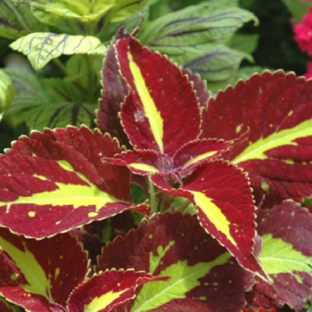 Visuel 1 du produit Coleus Duo - Le pot de 3 litres