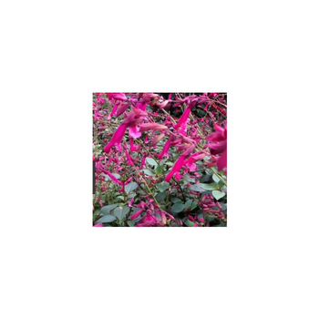 Visuel 1 du produit Salvia Wendys Wish - Le pot de 4 litres