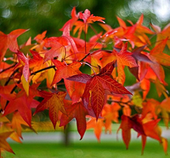 Visuel 1 du produit Liquidambar. Le pot de 15 litres