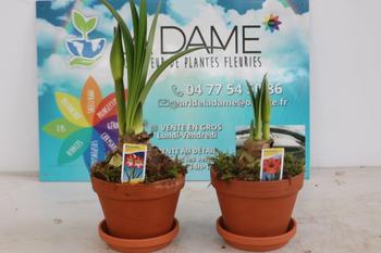 Visuel 1 du produit Bulbe d’Amaryllis. Le pot de Ø 13 x H 25 cm
