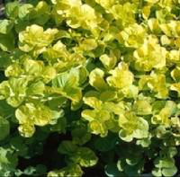 Visuel 1 du produit Herbe aux écus - Le pot de 1 litre