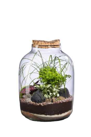 Visuel 1 du produit Terrarium autonome Mensa L botanic® - Ø 12,5-24 x 34 cm
