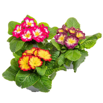 Visuel 1 du produit Primevère des jardins coloris variés. Le pot de 10,5 cm