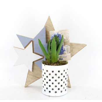 Visuel 1 du produit Jacinthe en pot déco. La composition de 24 cm