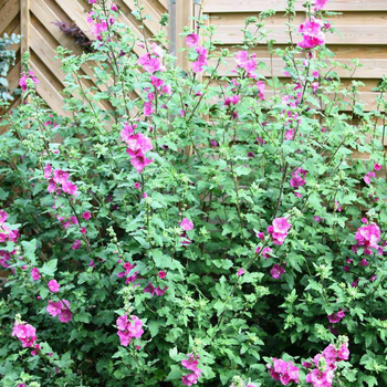 Visuel 1 du produit Lavatera Magenta Magic - Le pot de 4 litres