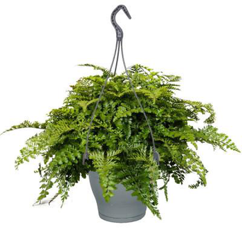 Visuel 1 du produit Asplenium Parvati vert. Le pot Ø 17 cm