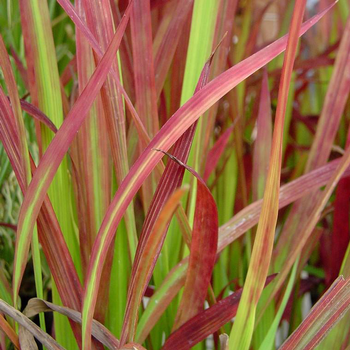 Visuel 1 du produit Imperata 'Red Baron' - Le pot de 4 litres