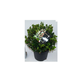 Visuel 1 du produit Houx (Ilex Meserveae) Blue Maid. Le pot de 8 litres