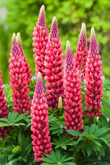 Visuel 1 du produit Lupin ‘Les Pages’ - Le pot de 2 litres