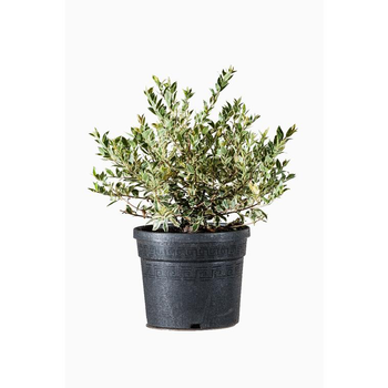 Visuel 1 du produit Myrtus Communis Tarentina (Myrte de Tarente) en pot de 3 L vert