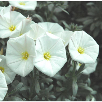 Visuel 1 du produit Convolvulus Cneorum - Le pot de 3 litres